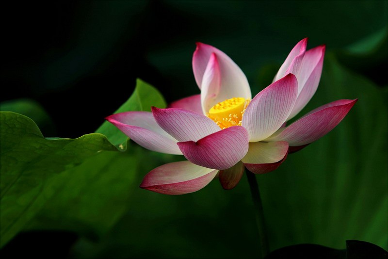 <a href='https://www.seo371.com/bazi/bazisuanming/' target='_blank'><u>八字算命</u></a>:1984年出生是什么命
