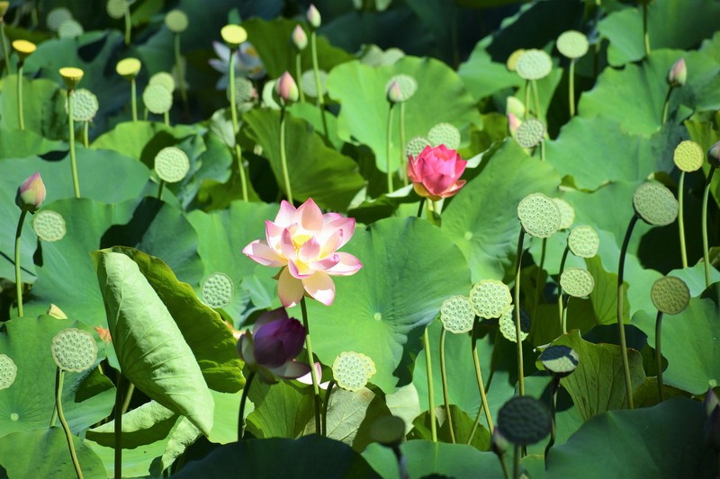 在线算命:什么是命宫
