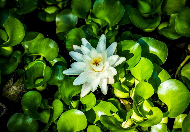 属牛蕞命苦出生日期