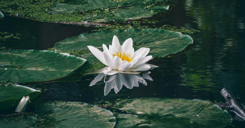 <a href='https://www.seo371.com/bazi/bazisuanming/' target='_blank'><u>八字算命</u></a>:大林木命什么意思