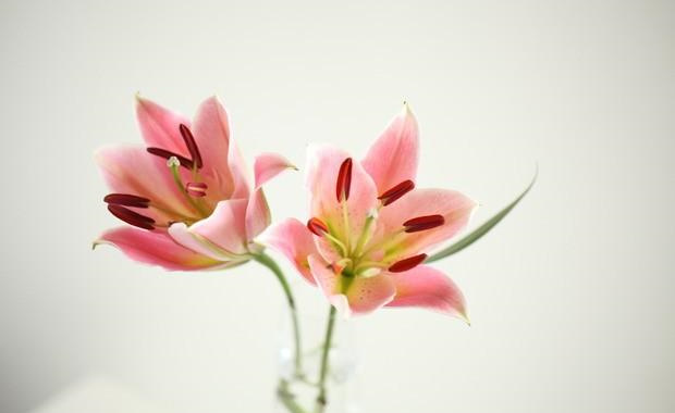花卉-