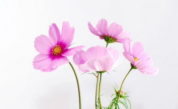花卉-