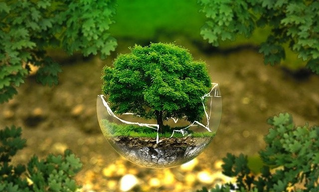 专题图片:庭院种树的风水布局图 四大镇宅之树